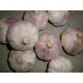 Fresh Normal White Garlic 5.5 Cm in 10 Kg/Carton for Brazil Market